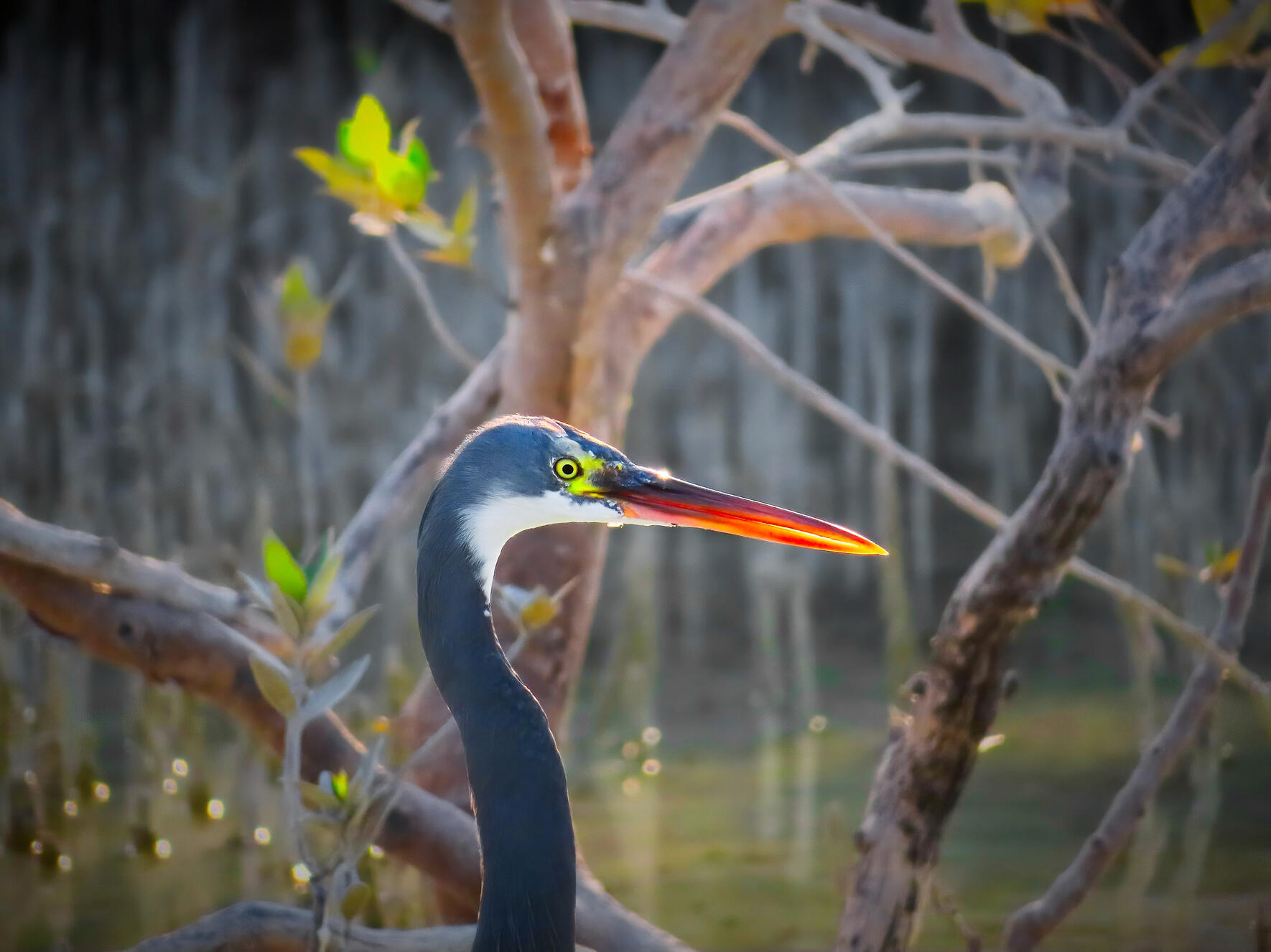 Western Reef Heron