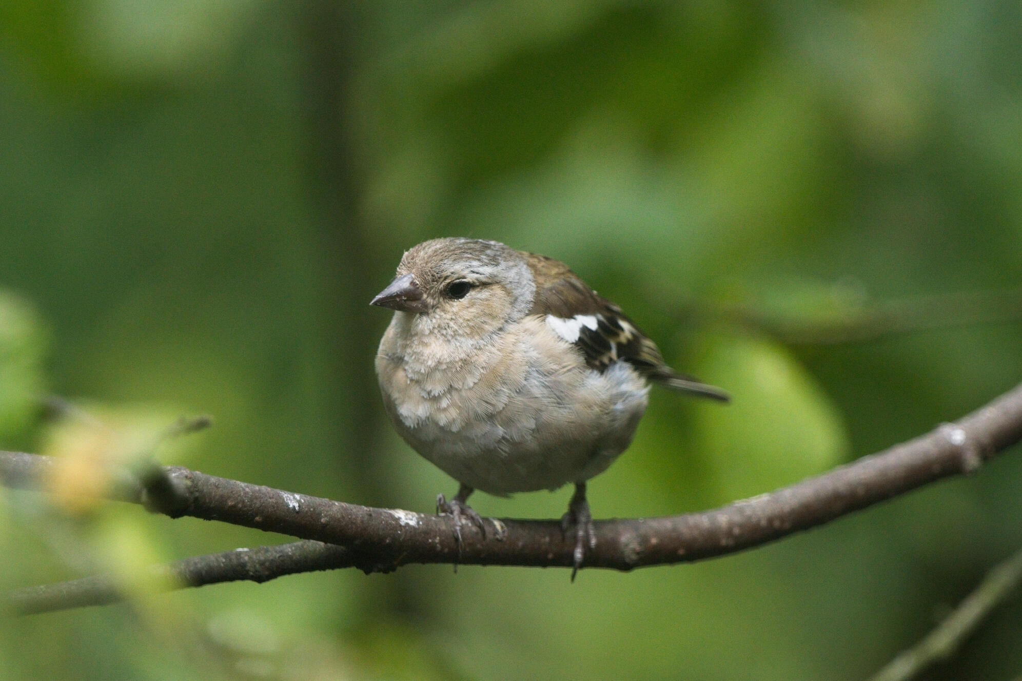 Common Chaffinch