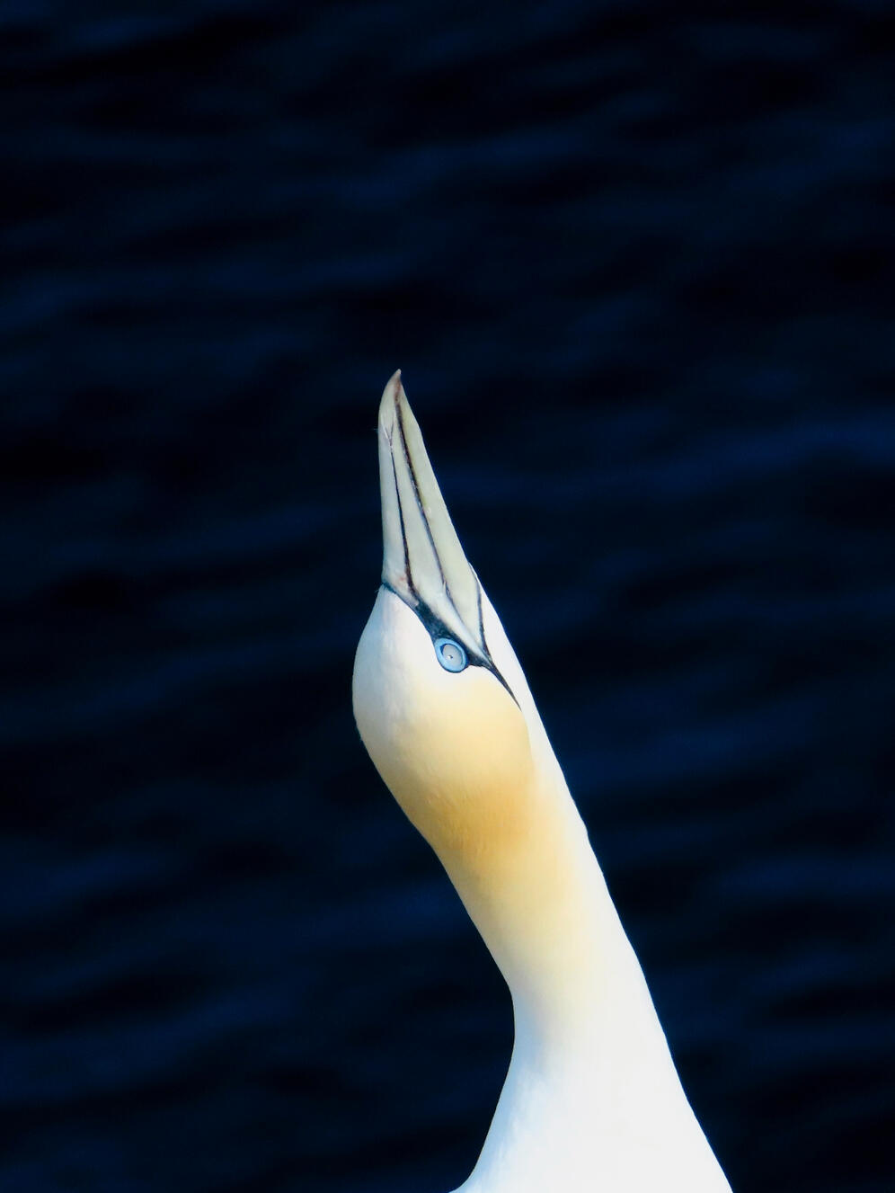 Northern Gannet