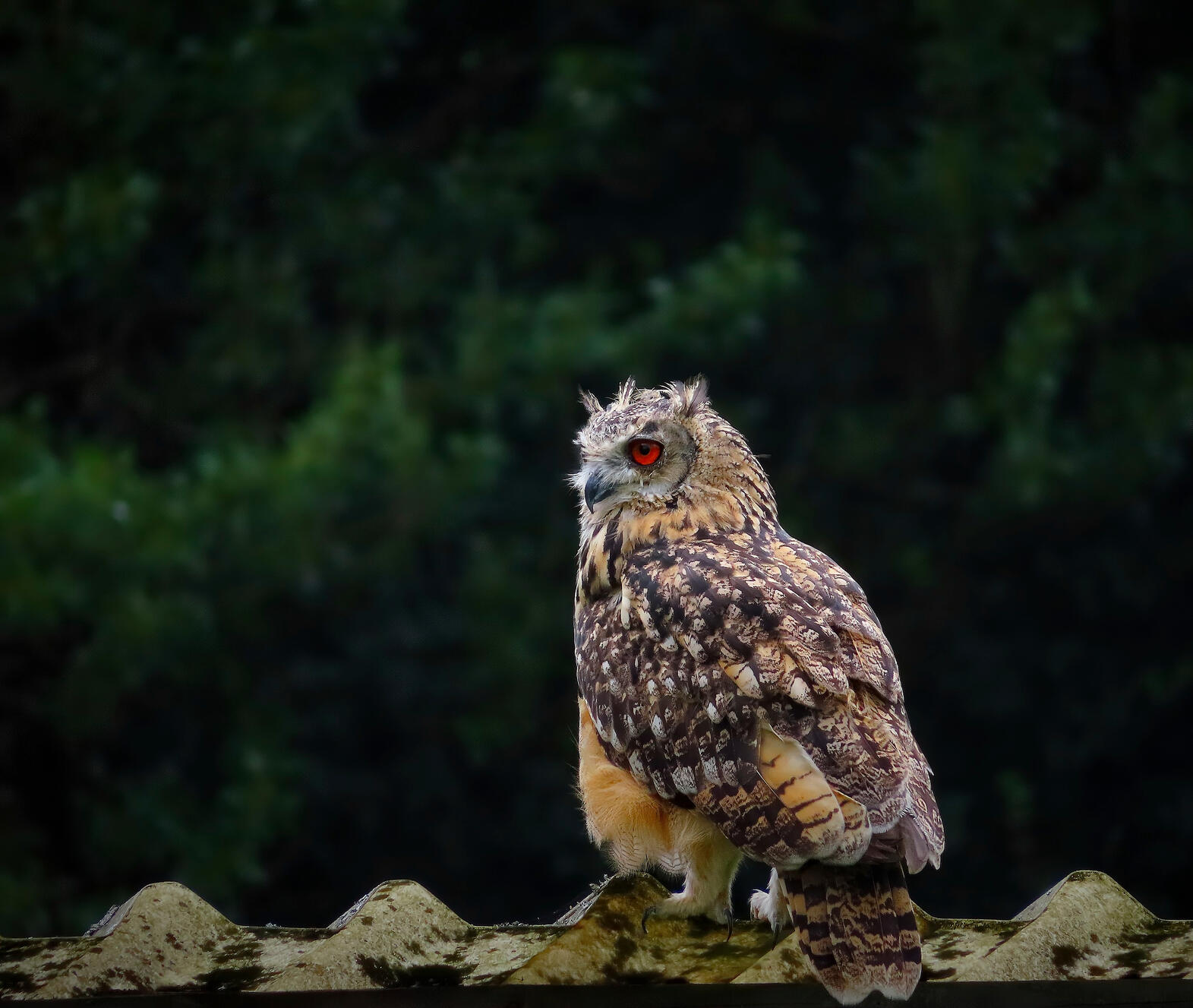 Eurasian Eagle-Owl
