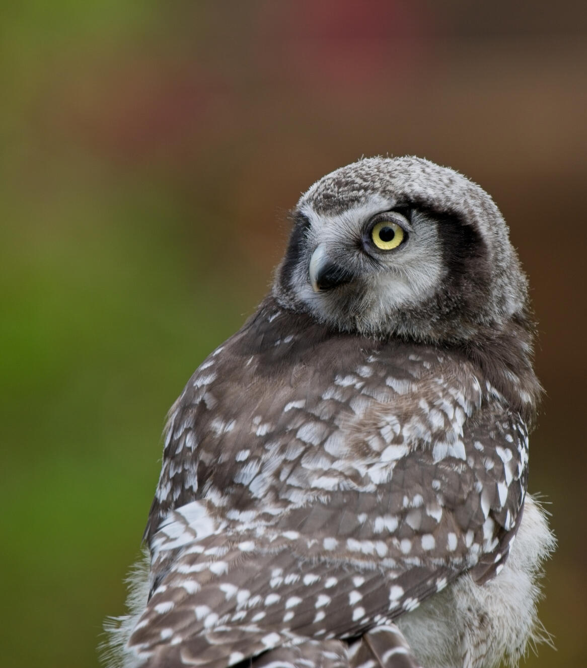Northern Hawk-Owl