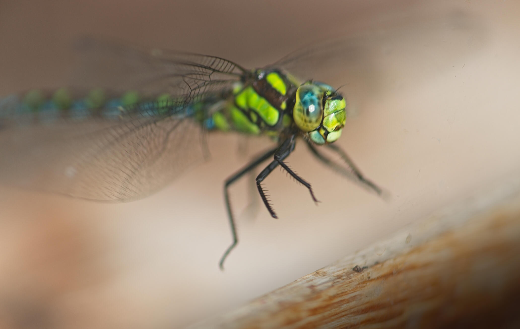 Southern Hawker Dragonfly