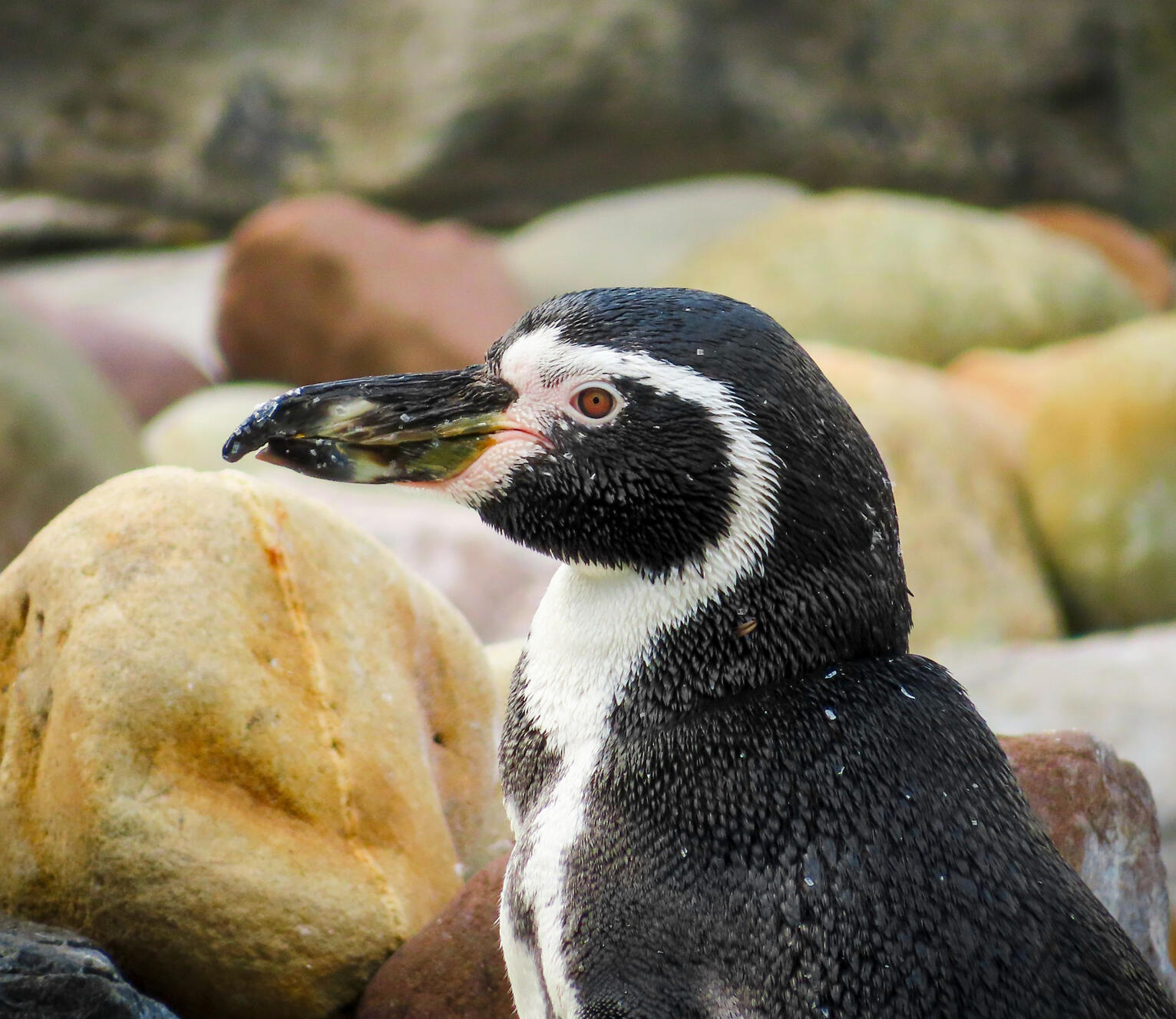 Humboldt Penguin