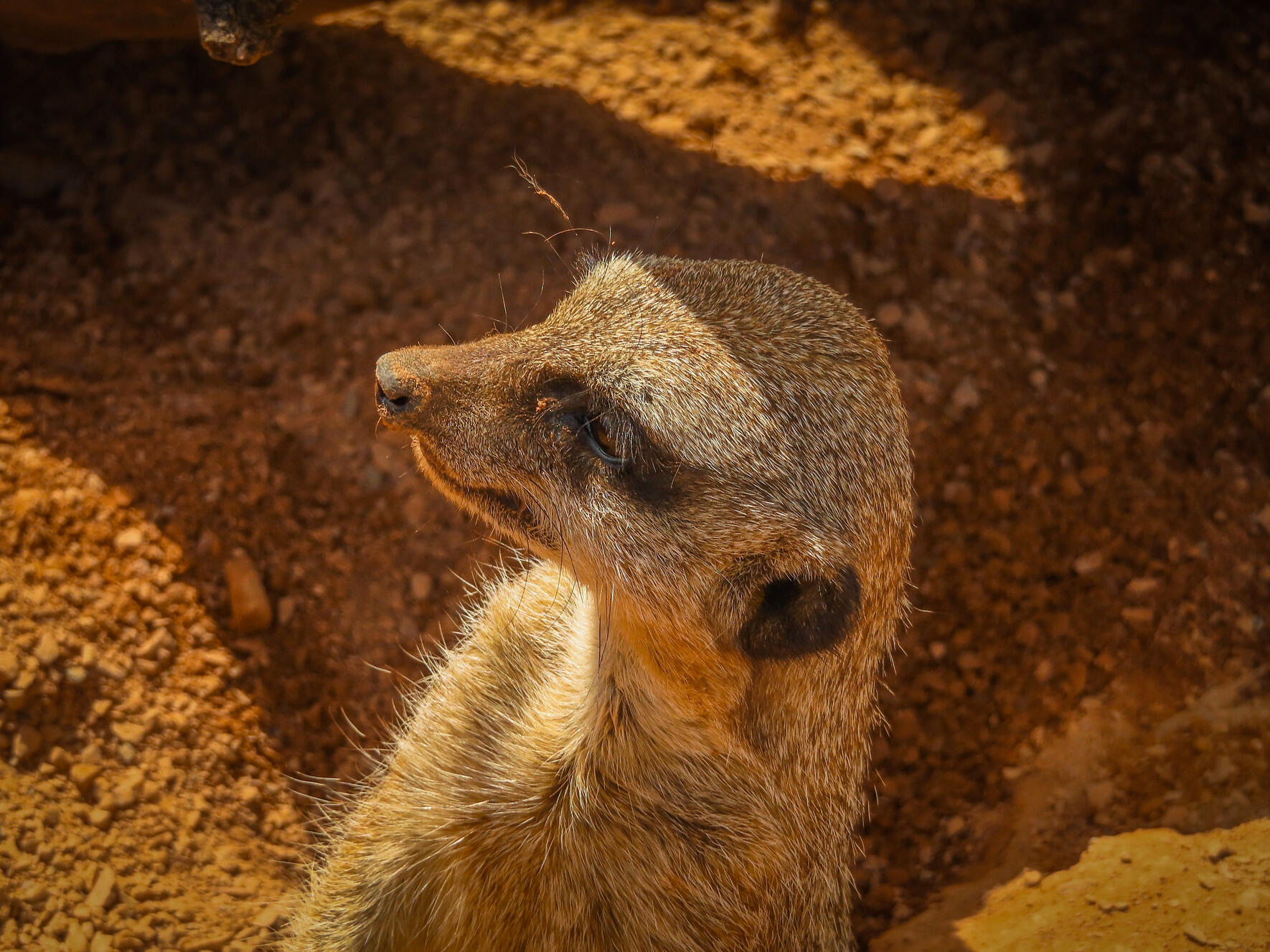 Meerkat