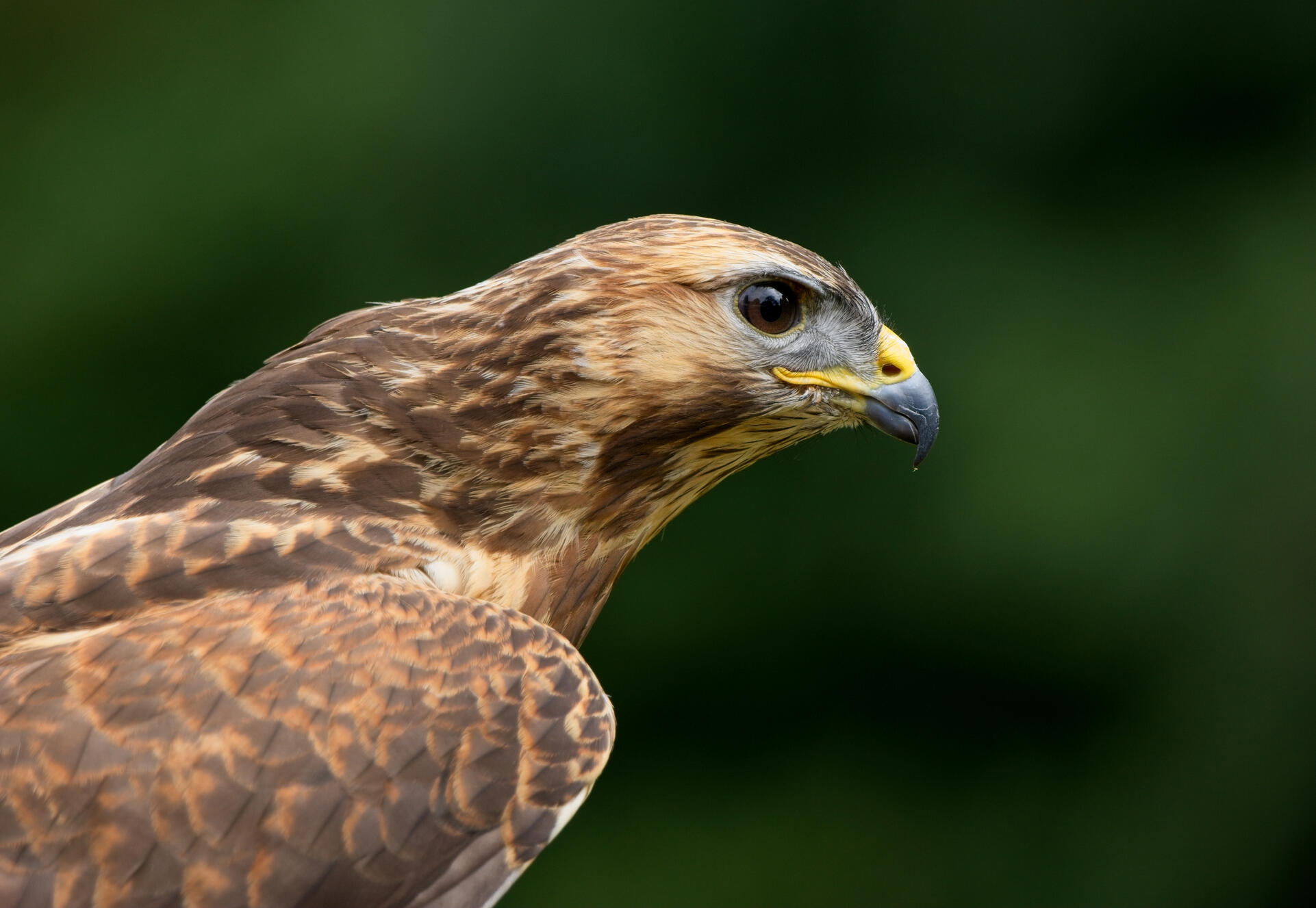 Common Buzzard