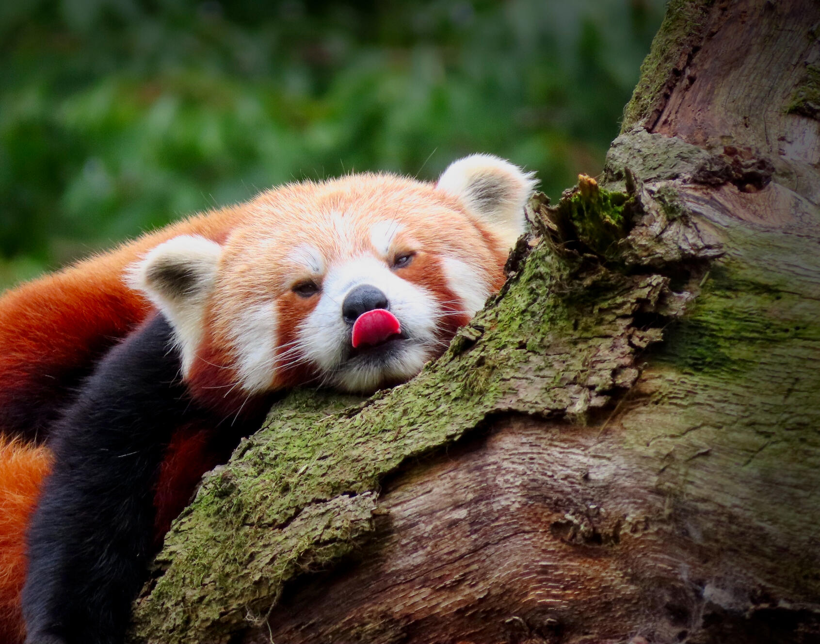 Red Panda