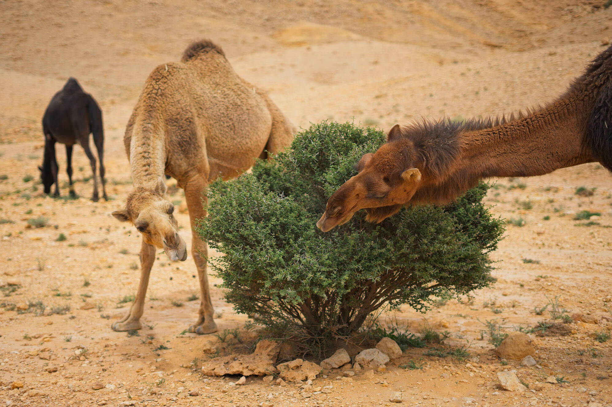 Dromedary Camels