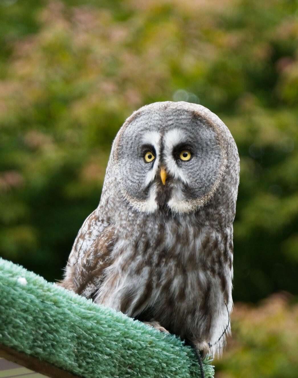 Great Grey Owl