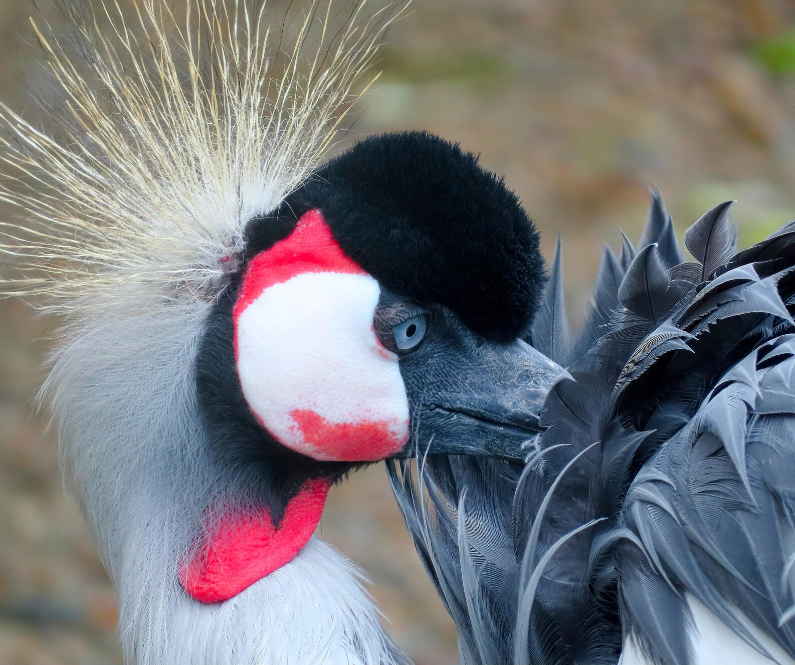 Grey Crowned Crane