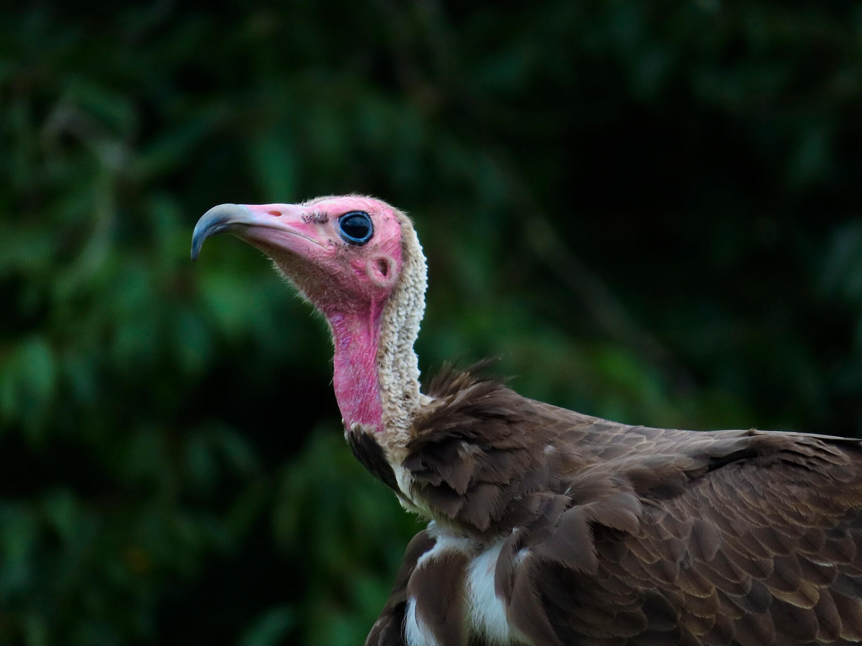 Hooded Vulture