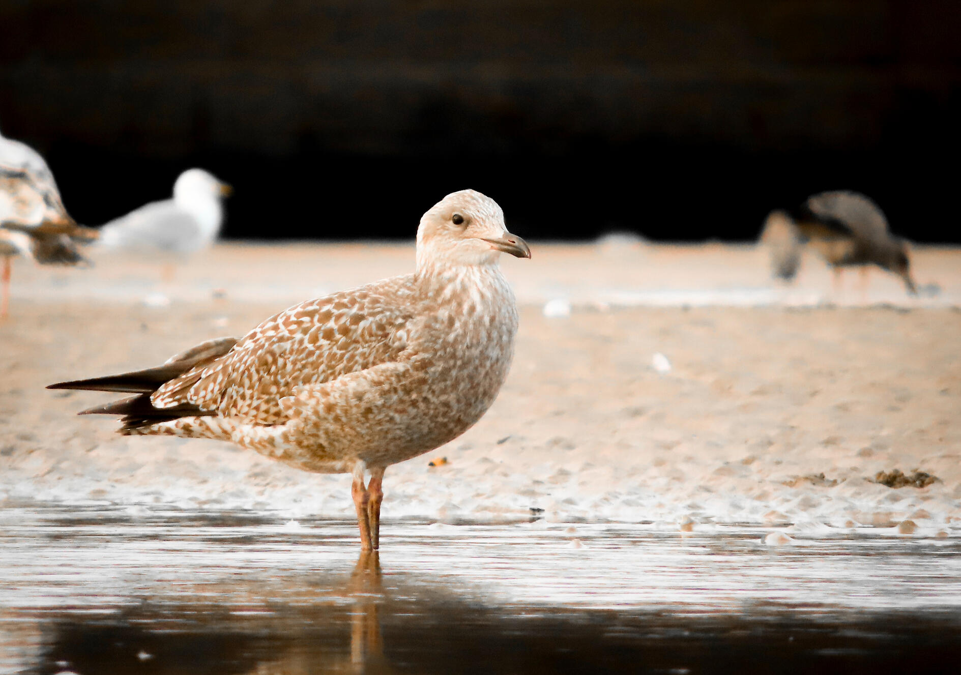 Juvenile Herring Gull