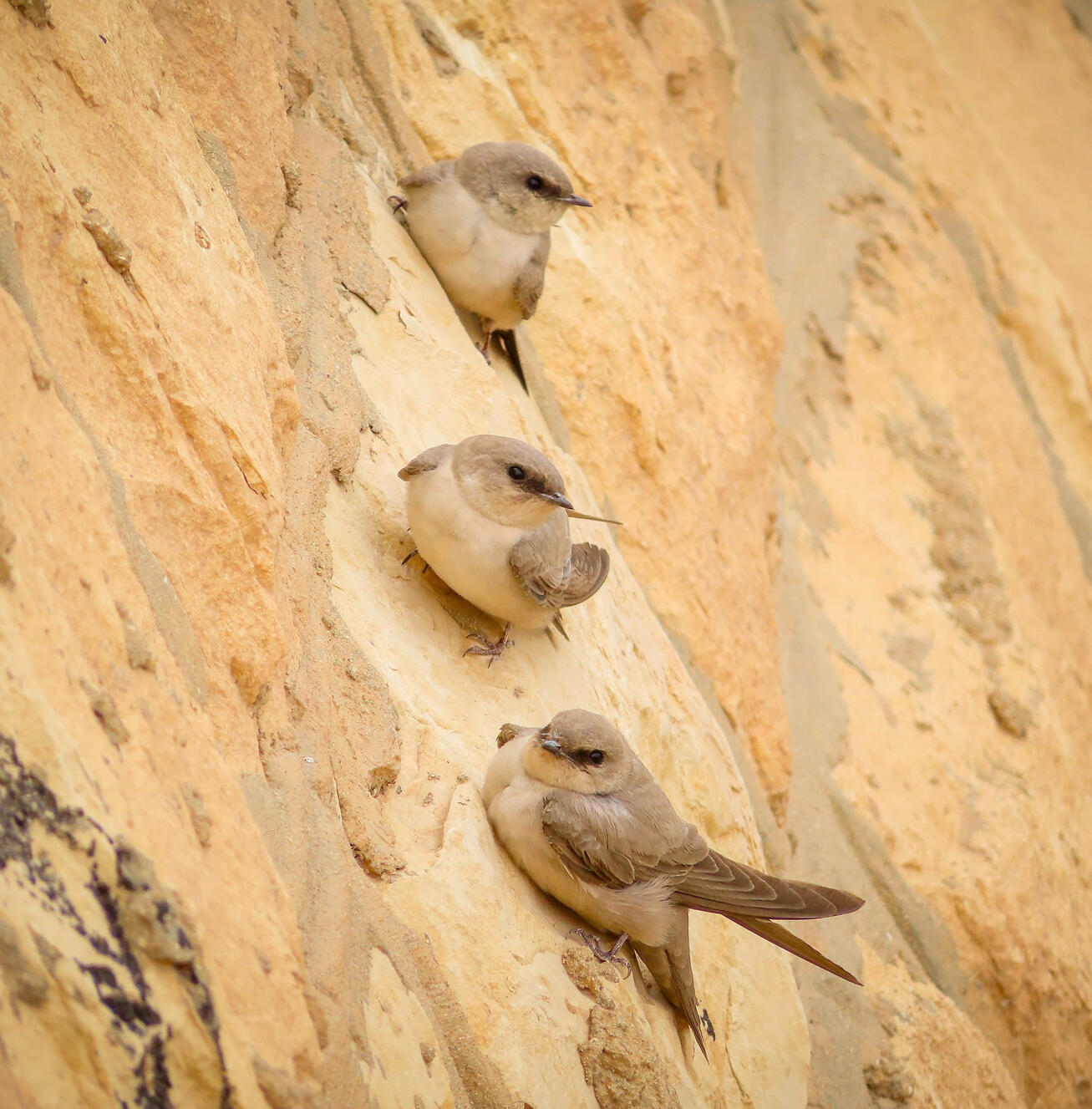 Crag Martins