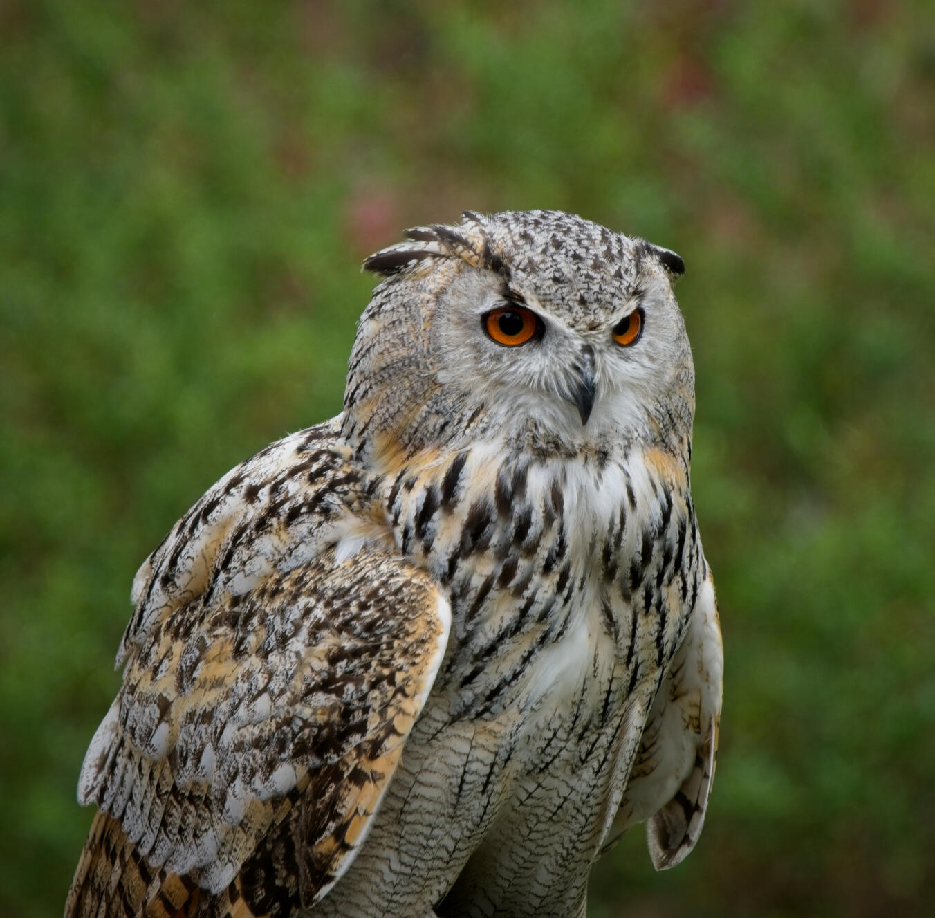 Eurasian Eagle-Owl