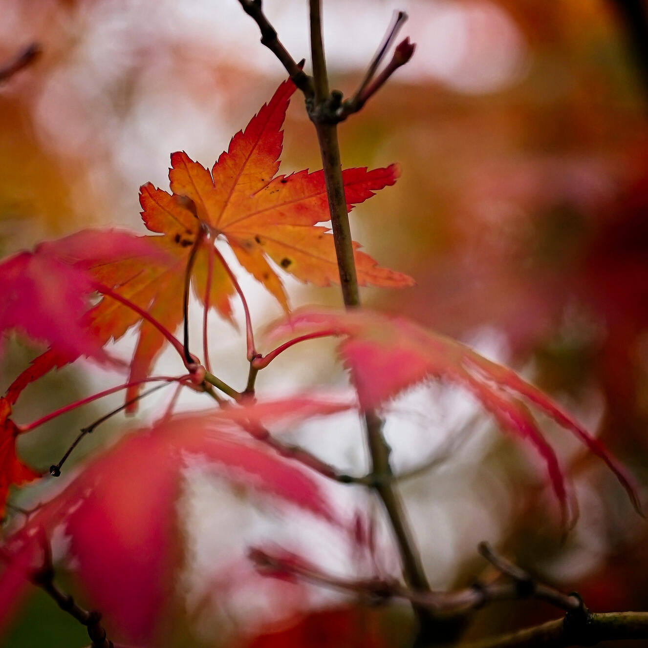 October’s Silhouette